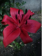 Clique pour agrandir ...